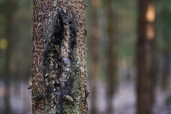 森の病木の幹の真菌 — ストック写真