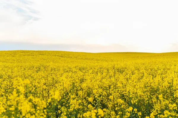 夕方の菜種の農業黄色畑 — ストック写真