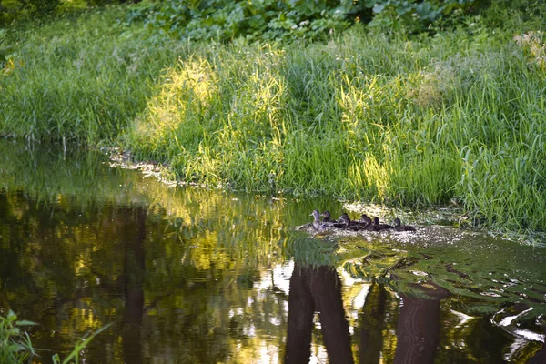 Famille de canards oiseaux nage sur l'eau de la rivière en été — Photo
