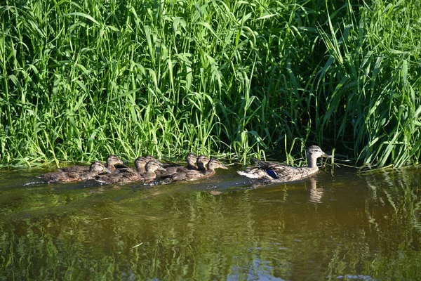Familia de patos pájaros nada en el agua del río en verano — Foto de Stock
