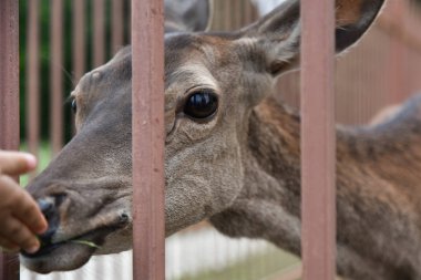 Adam hayvanat bahçesinde bir geyik besler