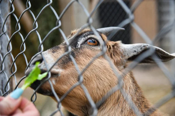 Man feeds a goat in a cage at the zoo