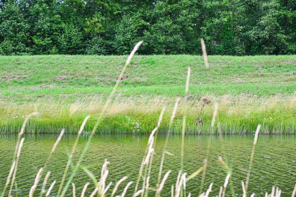 Belle rive verte de la rivière dans la nature — Photo