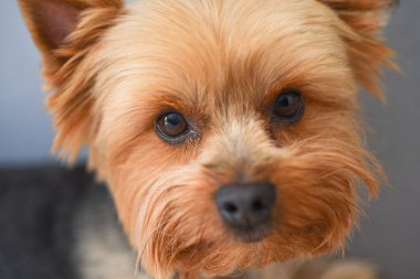 Yorkshire Terrier köpek portresi, yakın çekim