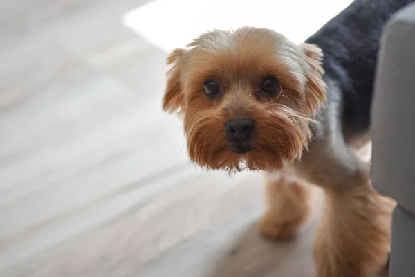 Yorkshire Terrier dog scared and hiding in the room