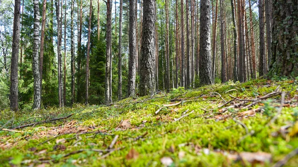 Green moss in the Russian forest in summer — Stock Photo, Image