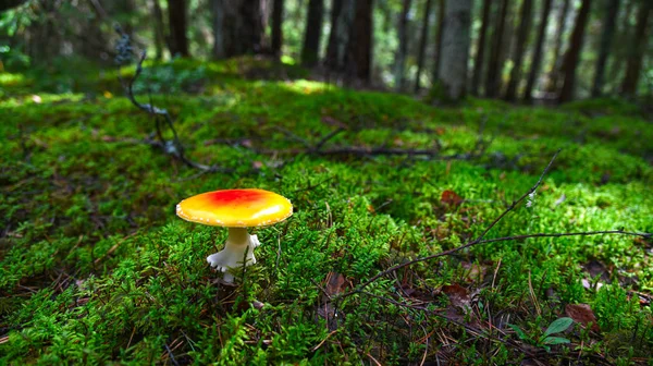 Amanita-Pilz im grünen Moos im Wald — Stockfoto