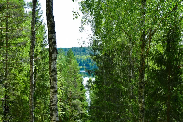 Krajinné modré jezero v letním lese — Stock fotografie