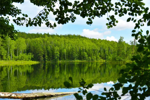 Landskap blått laken i sommar skogen — Stockfoto