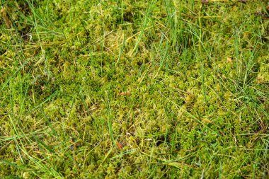 Arka plan ıslak yeşil bataklık yosun