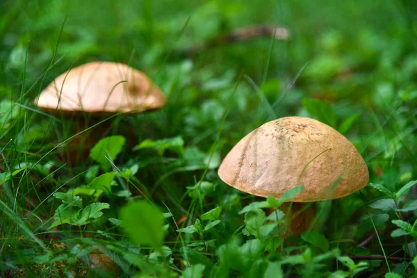 Großer Speisepilz im Gras im Wald — Stockfoto