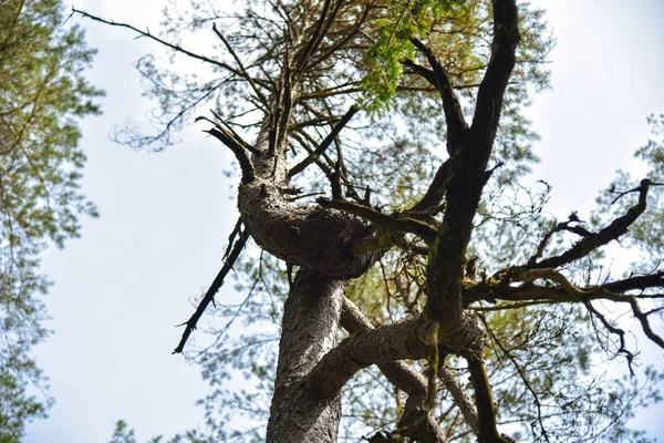 Moss Canavar Orman Ağacı — Stok fotoğraf