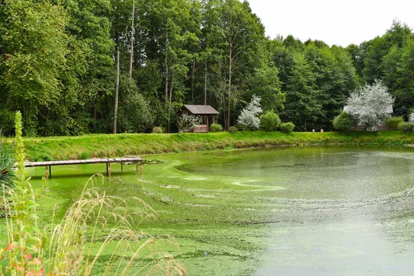 En liten sjö med gröna alger i skogen — Stockfoto