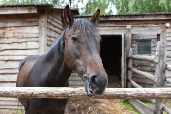 Brown horse in the stable, face, close-up — Stock Photo, Image