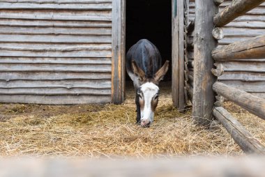 Eşek bir çiftlikte yürür ve yer.