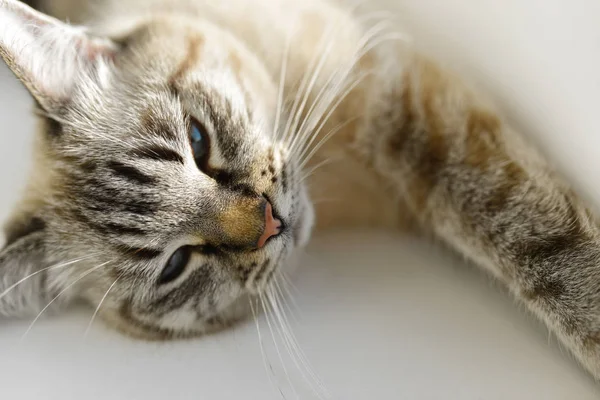 Kedi uzanır ve güneşin tadını çıkarır.