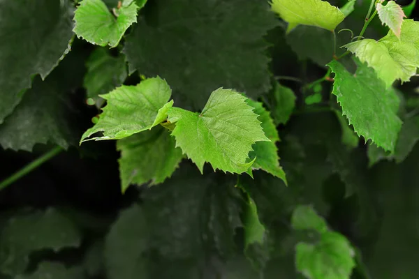 As folhas de uva verdes jovens crescem em um arbusto — Fotografia de Stock