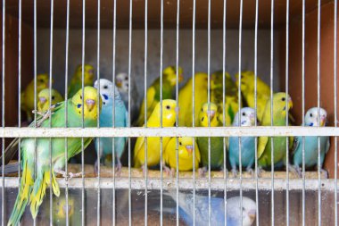 Tropikal papağanlar pazardaki kaçak avcılarda kafeste oturuyor.