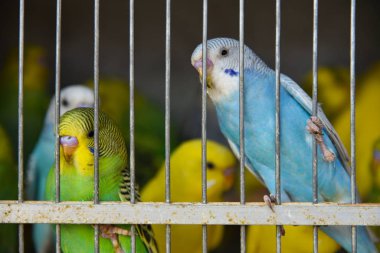 Tropikal papağanlar pazardaki kaçak avcılarda kafeste oturuyor.