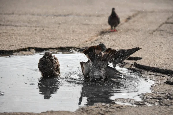 Les pigeons oiseaux se baignent dans l'eau de la flaque par temps chaud dans la ville — Photo