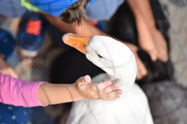 Les enfants jouent avec une oie domestique — Photo