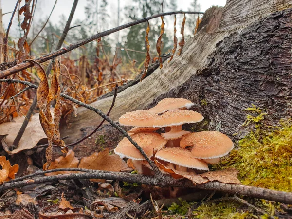 Herbstliche Waldpilze wachsen auf einem Baumstumpf — Stockfoto