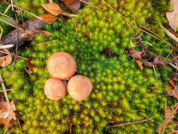 Herbstliche Waldpilze Pilze wachsen im Moos — Stockfoto