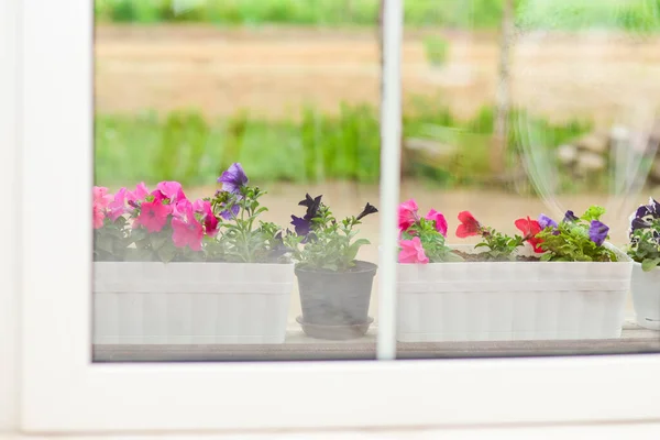 Ljusa Blommor Växer Utanför Fönstret — Stockfoto