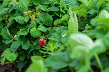 Olgunlaşmamış çilekler çalılıklarda yetişir..