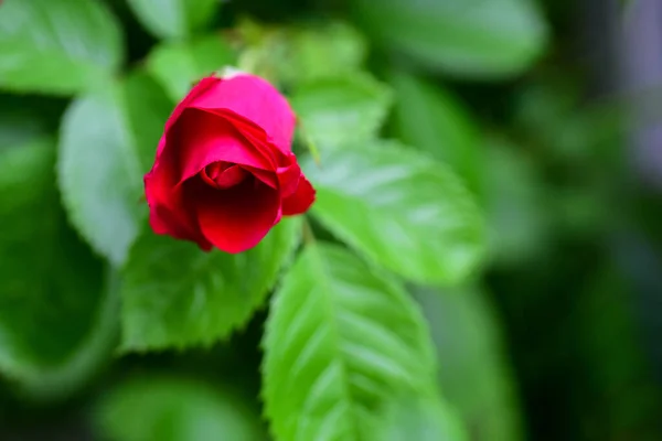 Burgundy Rose Flowers Rosehip Bush — Stock Photo, Image