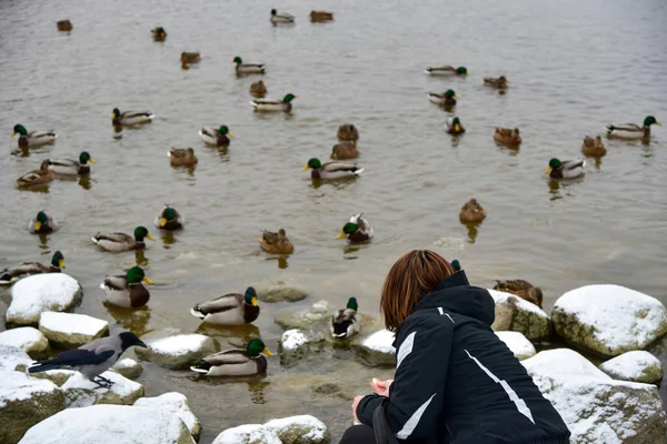 Femme Nourrit Les Canards Sur Lac Hiver — Photo