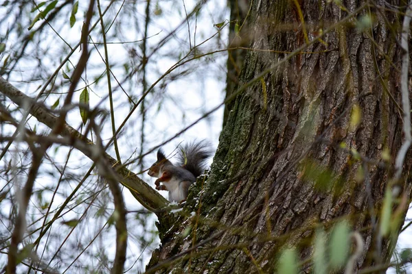 Esquilo Senta Uma Árvore Inverno — Fotografia de Stock