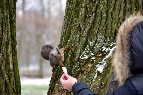 Mujer Alimenta Una Ardilla Árbol Invierno — Foto de Stock