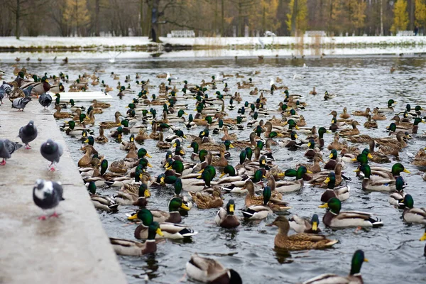 Entenvögel Winter See — Stockfoto