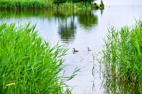 Les Oiseaux Migrateurs Nagent Dans Lac — Photo