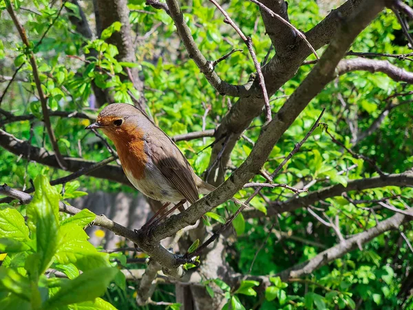 Pequeno Pássaro Senta Uma Árvore Com Inseto Seu Bico — Fotografia de Stock