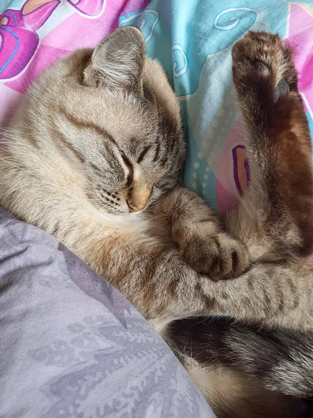 Cat Sleeps Ball Baby Bed — Stock Photo, Image