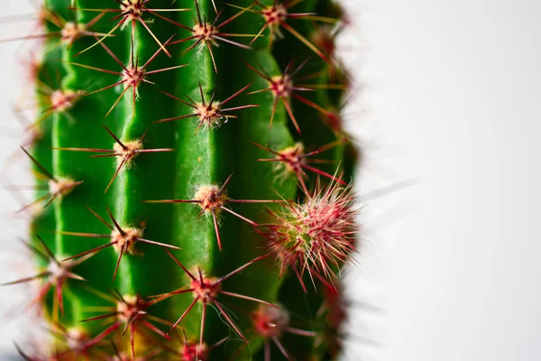 Grandes Épines Pointues Sur Cactus Vert Maison — Photo