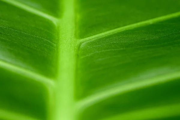 Textúra Zöld Levél Növény Közelkép — Stock Fotó