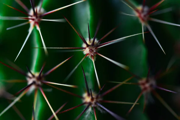Espinas Afiladas Grandes Cactus Verde Casero — Foto de Stock