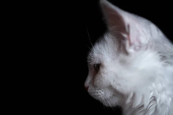 白い子猫 サイドビュー クローズアップ — ストック写真