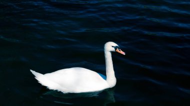 Kuğular ve gölde yüzmeye ördekler