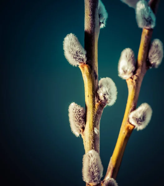 Wilgentwijg Bloemen Tegen Hemel — Stockfoto