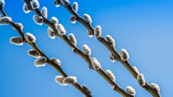 Weidenzweig Blüht Gegen Den Himmel — Stockfoto