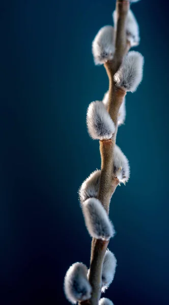 Wilgentwijg Bloemen Tegen Hemel — Stockfoto