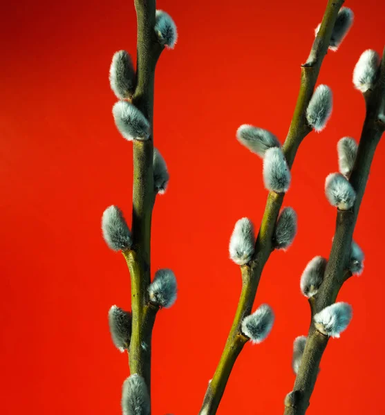 Wilgentwijg Bloemen Tegen Hemel — Stockfoto