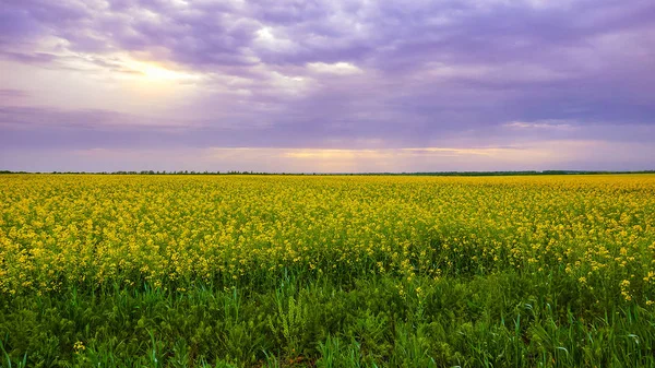 Kanola Alanında Çiçek Açar — Stok fotoğraf