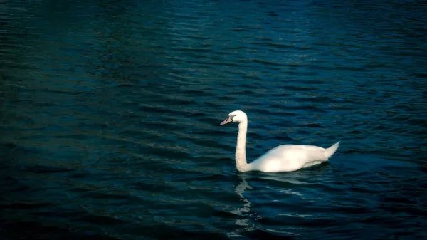 Cigni Anatre Che Nuotano Nello Stagno — Foto Stock