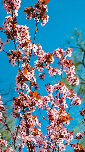 Blumen Blühen Obstbäume — Stockfoto