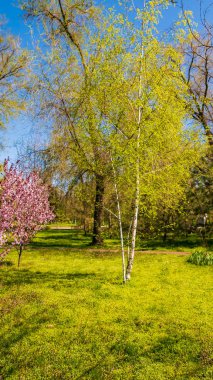 çiçekler meyve ağaçları çiçeklenme vardır